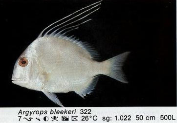 Argyrops bleekeri
